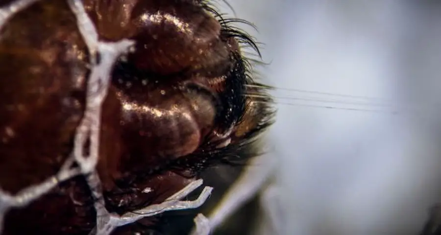 Le mystère de la soie d'araignée : une étude révèle de nouvelles informations 2