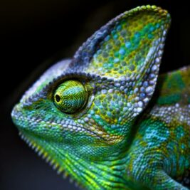 Un revêtement inspiré du caméléon pour une régulation thermique des bâtiments