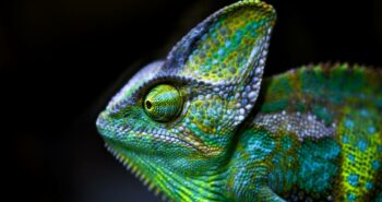 Un revêtement inspiré du caméléon pour une régulation thermique des bâtiments