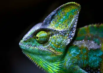 Un revêtement inspiré du caméléon pour une régulation thermique des bâtiments