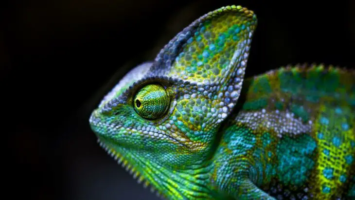 Un revêtement inspiré du caméléon pour une régulation thermique des bâtiments