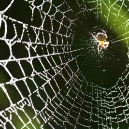 La soie d'araignée : une alternative écologique 6 fois plus résistante que le Kevlar