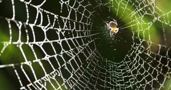 La soie d'araignée : une alternative écologique 6 fois plus résistante que le Kevlar