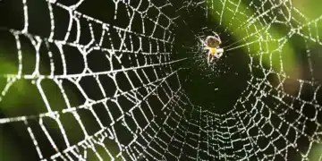 La soie d'araignée : une alternative écologique 6 fois plus résistante que le Kevlar
