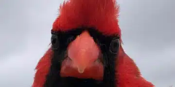 La pollution lumineuse influence-t-elle la taille des yeux des oiseaux ?