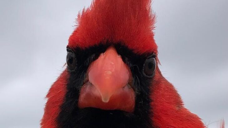 La pollution lumineuse influence-t-elle la taille des yeux des oiseaux ?