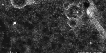 Membrane de graphène : vers une nouvelle génération de piles à combustible ?