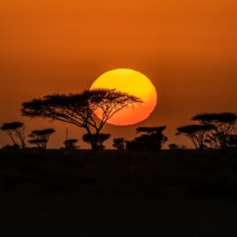 Terres arides : 33% de la surface terrestre, 33% du carbone des sols