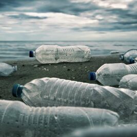 Des bactéries synthétiques pour transformer les déchets plastiques en ressources