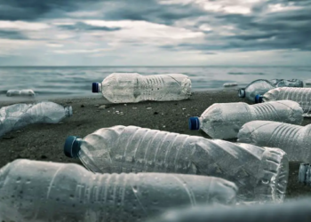 Des bactéries synthétiques pour transformer les déchets plastiques en ressources