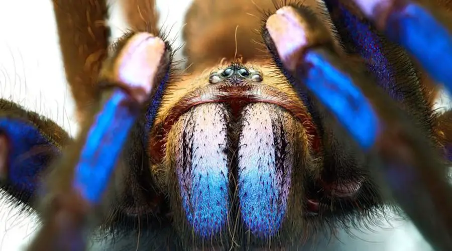 La tarentule bleue électrique : une espèce unique parmi les 900 espèces de tarentules 5