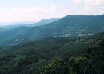 Les forêts tropicales perdent leur statut de puits de carbone : découvrez pourquoi