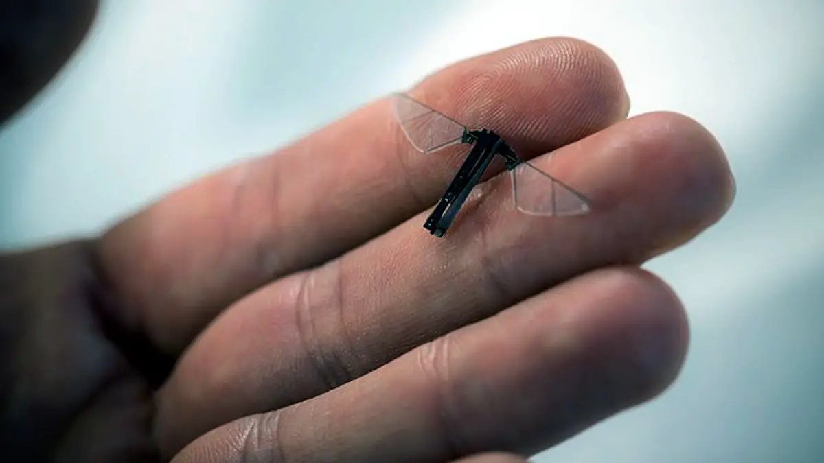 La danse des ailes : comment les robots dévoilent l'histoire du vol insecte