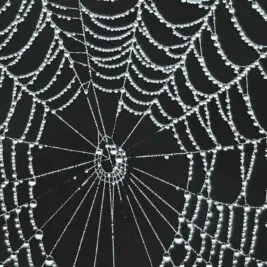 Des toiles d'araignée pour détecter les virus dans l'air : comment est-ce possible ?