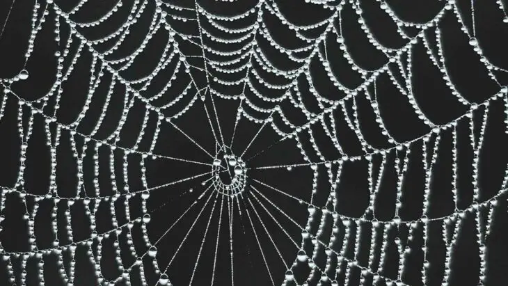 Des toiles d'araignée pour détecter les virus dans l'air : comment est-ce possible ?