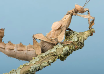 Les défis à relever pour maîtriser les robots biohybrides