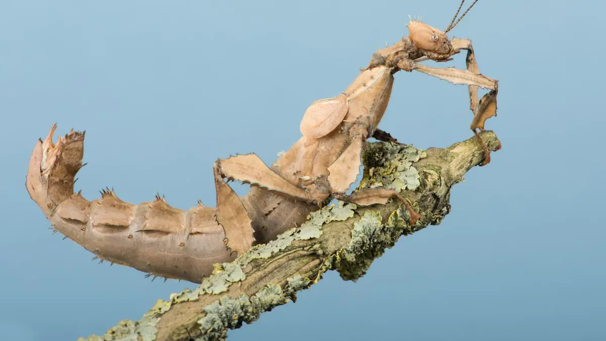 Les défis à relever pour maîtriser les robots biohybrides