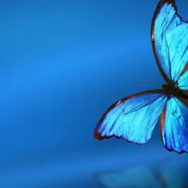 La technologie s'inspire des papillons pour un éclairage optimal