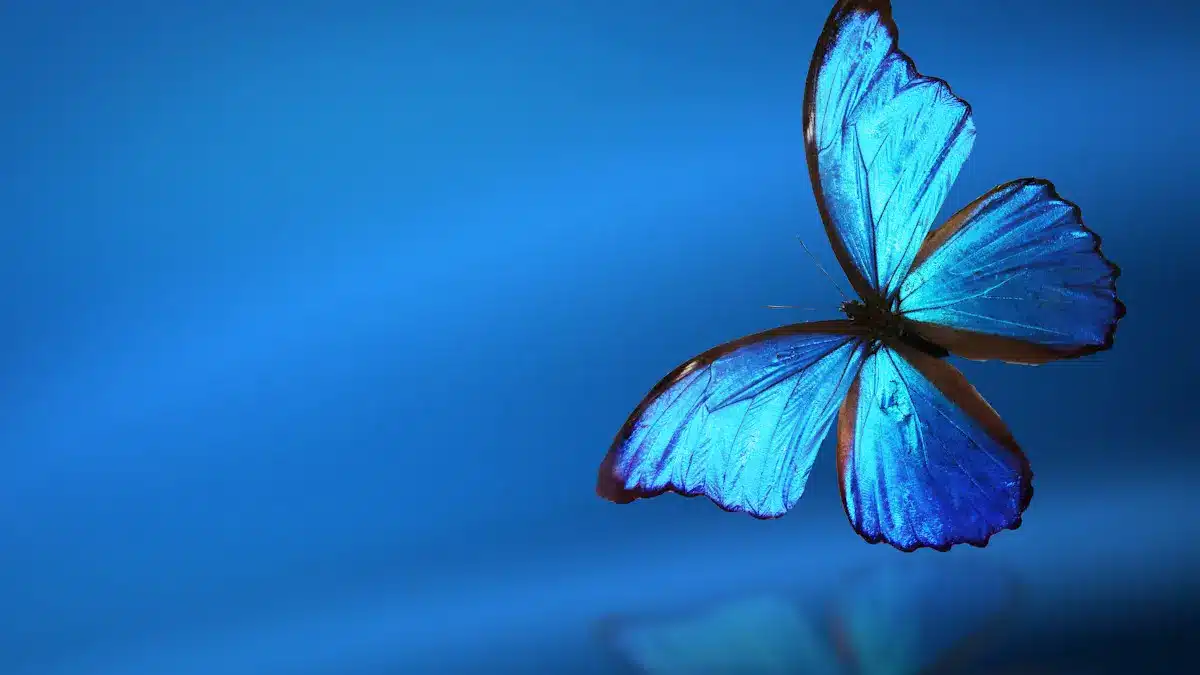 La technologie s'inspire des papillons pour un éclairage optimal