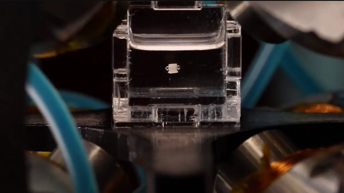 Des microrobots capables de travailler ensemble : une première mondiale