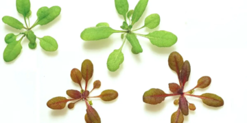 Des plantes qui rougissent pour nous protéger des pesticides