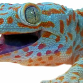 Le GeiwBot : un robot inspiré des geckos qui pourrait sauver des vies