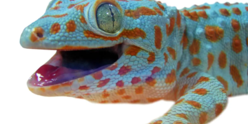 Le GeiwBot : un robot inspiré des geckos qui pourrait sauver des vies