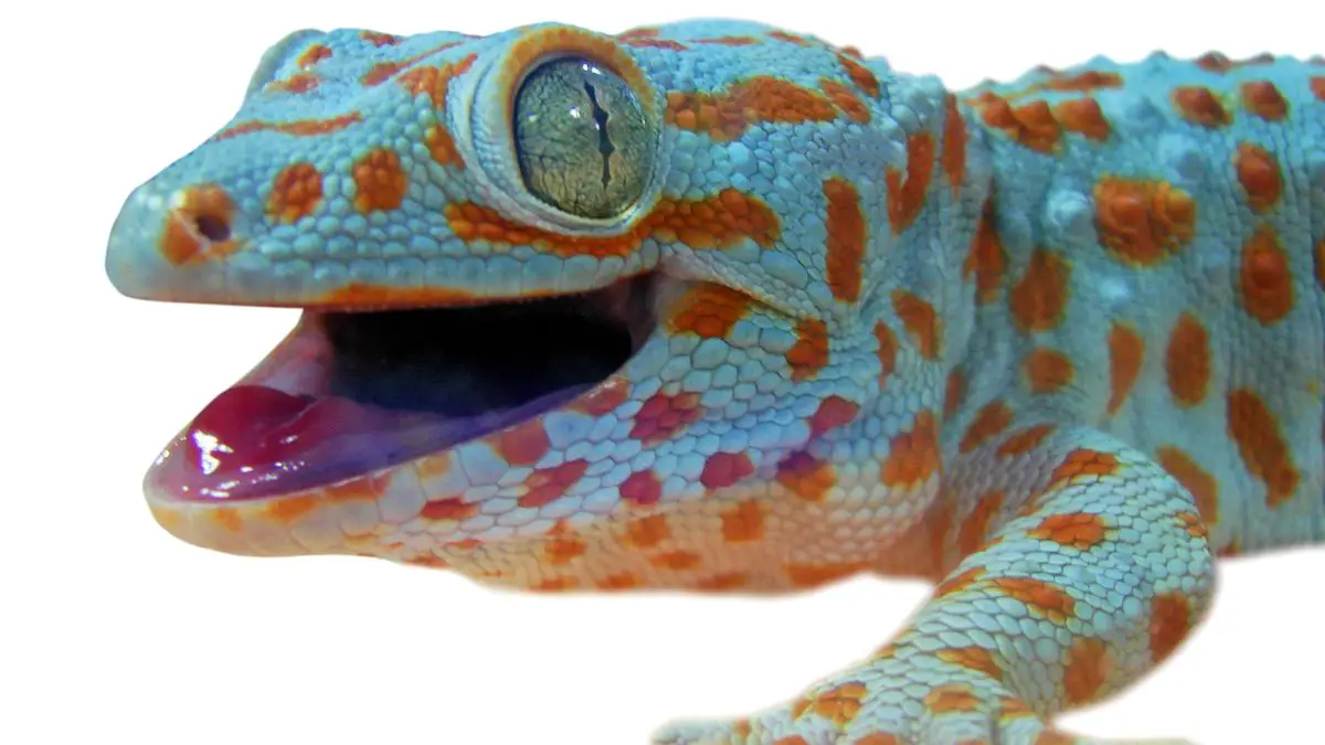 Le GeiwBot : un robot inspiré des geckos qui pourrait sauver des vies