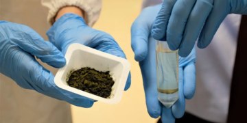 Une alternative plus verte à l'huile de palme produite à partir de microalgues