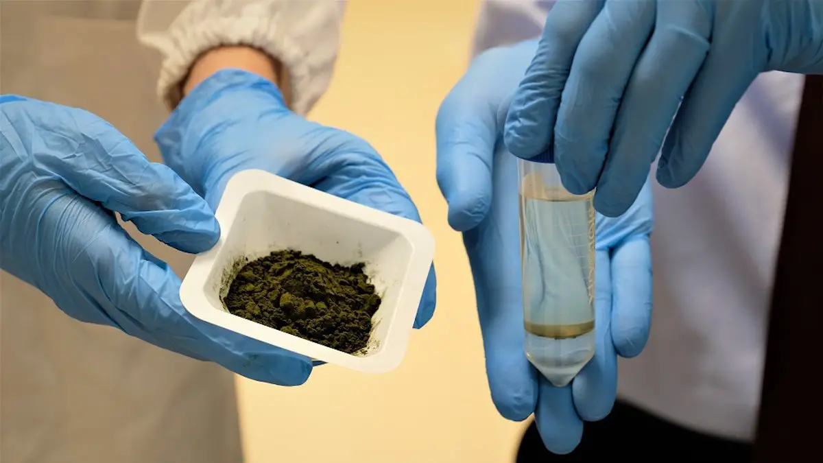 Une alternative plus verte à l'huile de palme produite à partir de microalgues
