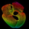 Une structure multicolore révèle les secrets du cœur