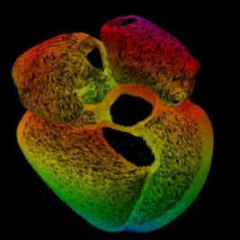 Une structure multicolore révèle les secrets du cœur