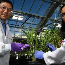 Des enzymes qui défient la nature pour une meilleure production de biocarburants