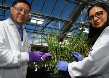 Des enzymes qui défient la nature pour une meilleure production de biocarburants