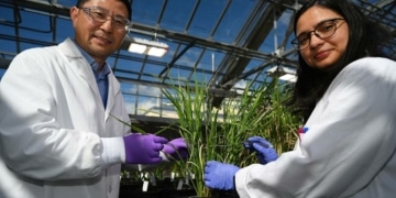 Des enzymes qui défient la nature pour une meilleure production de biocarburants