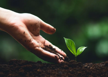 La plantation d'arbres : la solution préférée du public pour lutter contre le changement climatique