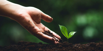 La plantation d'arbres : la solution préférée du public pour lutter contre le changement climatique