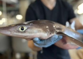 La peau de requin : une source insoupçonnée de traitements médicaux