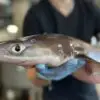 La peau de requin : une source insoupçonnée de traitements médicaux