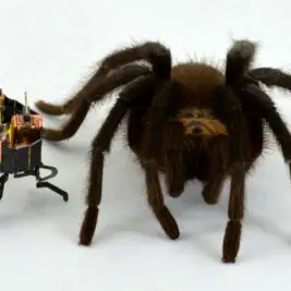 mCLARI, un robot changeur de forme inspiré d'une araignée de 2 cm