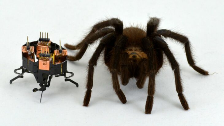 mCLARI, un robot changeur de forme inspiré d'une araignée de 2 cm