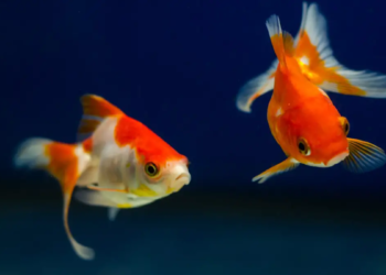 Les poissons synchronisent leurs nageoires caudales pour économiser de l'énergie