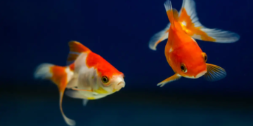 Les poissons synchronisent leurs nageoires caudales pour économiser de l'énergie