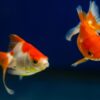 Les poissons synchronisent leurs nageoires caudales pour économiser de l'énergie
