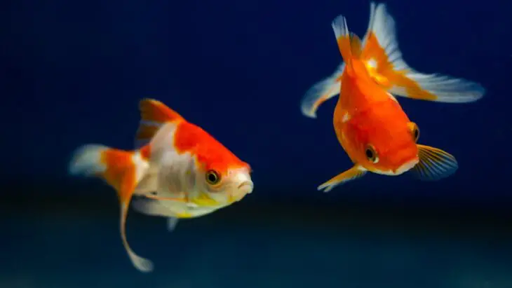 Les poissons synchronisent leurs nageoires caudales pour économiser de l'énergie