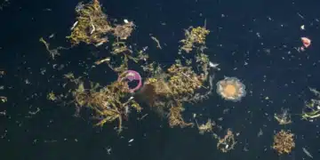 La pollution plastique, une solution mécanique est-elle viable ?
