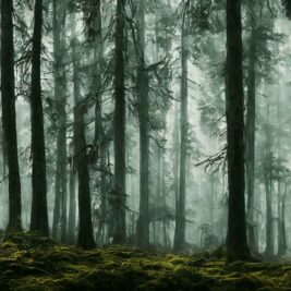 La restauration des forêts : un potentiel de stockage de carbone sous-estimé ?