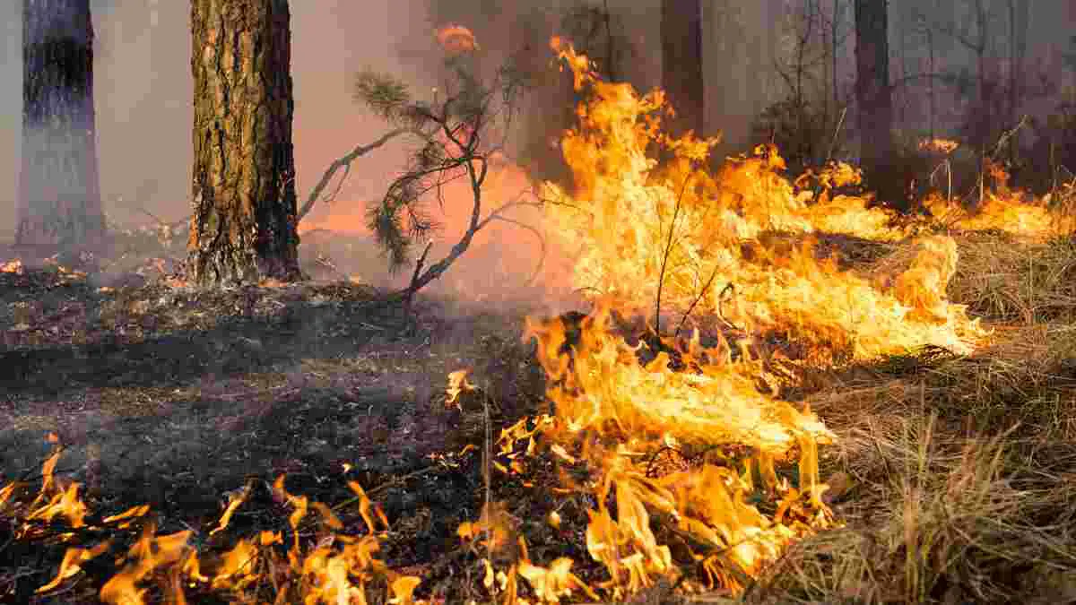 La Californie se tourne vers les feux de faible intensité pour combattre les incendies