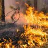 La Californie se tourne vers les feux de faible intensité pour combattre les incendies