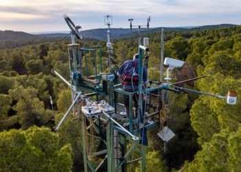 L'afforestation ou l'énergie solaire : quelle est la meilleure solution ?